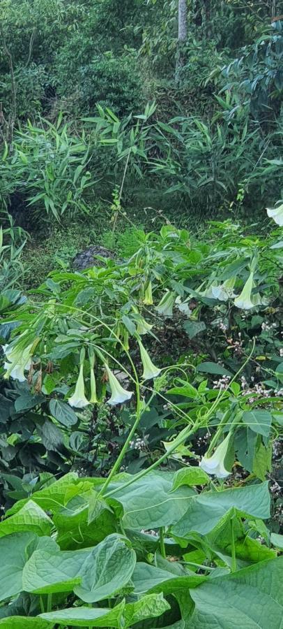 New Bloom Homestay Kurseong Eksteriør billede